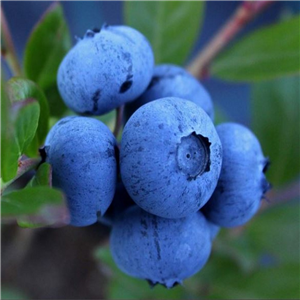 Blueberry 'Hortblue Petite'